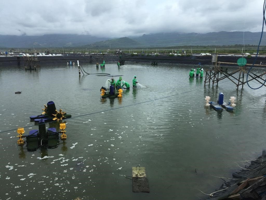 Hari Ini Pengendali Baru AMMS Memulai MTO Sebanyak 247,06 Juta Saham amms